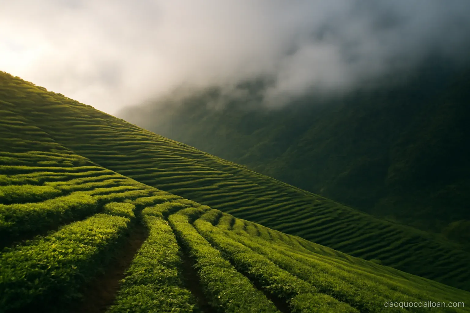 A mountain slope half in sunlight and half under low cloud with tea bushes in rows, no readable text