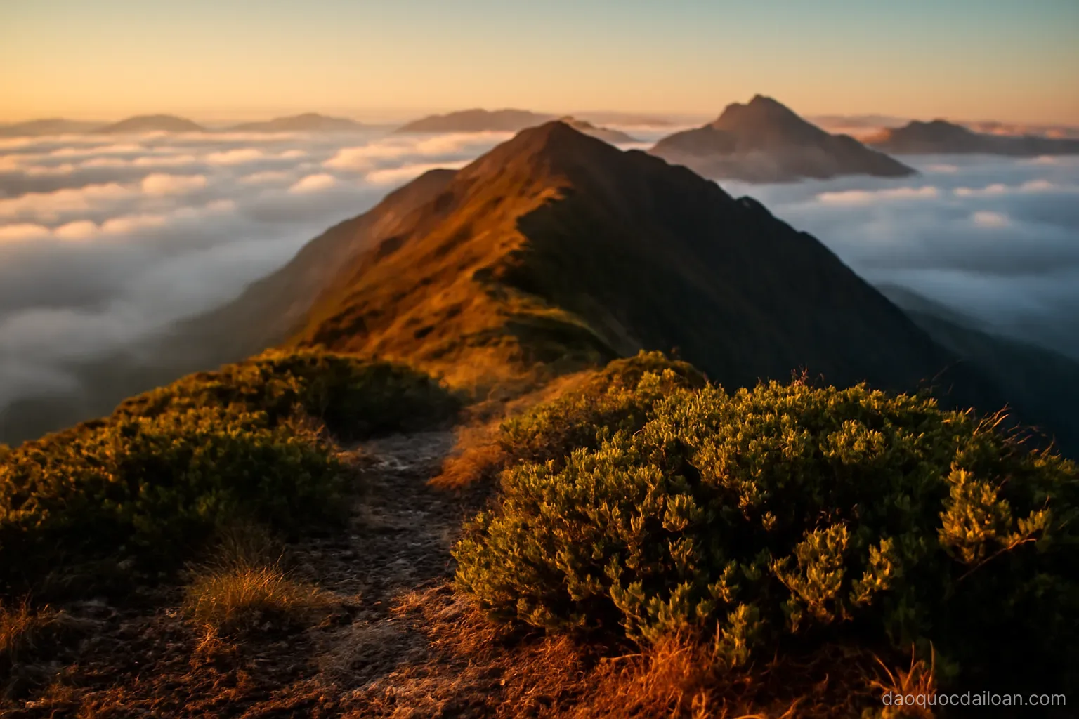 A high alpine ridge above the cloud line with low shrubs in the foreground at dawn, no readable text